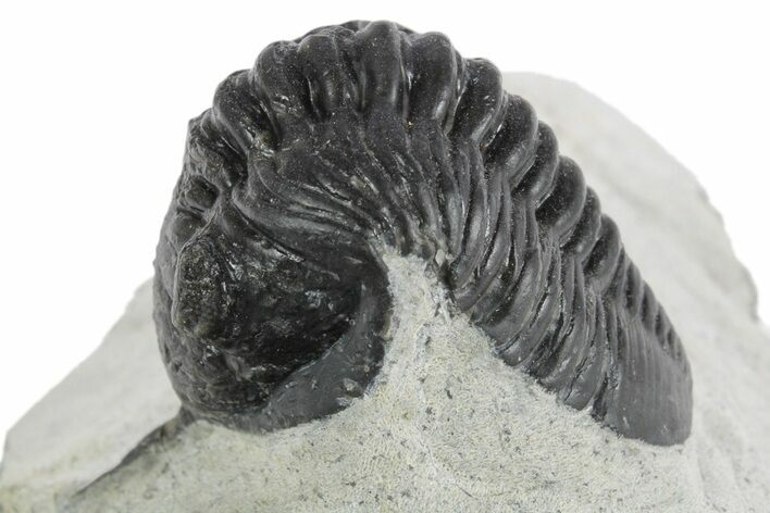 Morocconites Trilobite Fossil - Ofaten, Morocco #347296